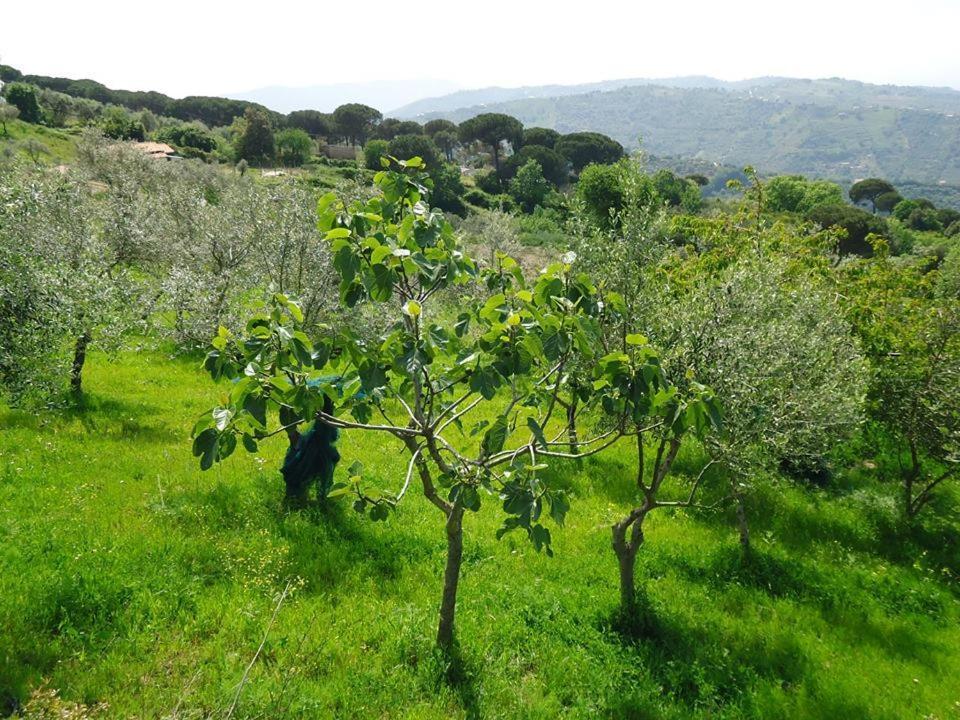 Casa Allorello Bed & Breakfast Laureana Cilento Eksteriør bilde